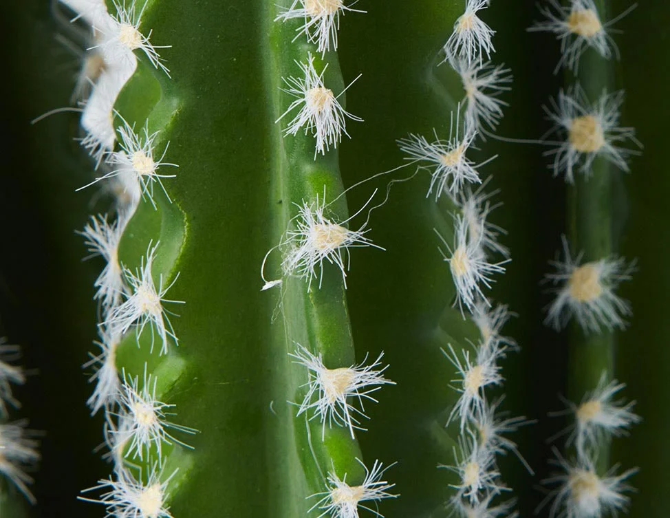 TETRA — Artificial potted cactus 70 cm - Image 9