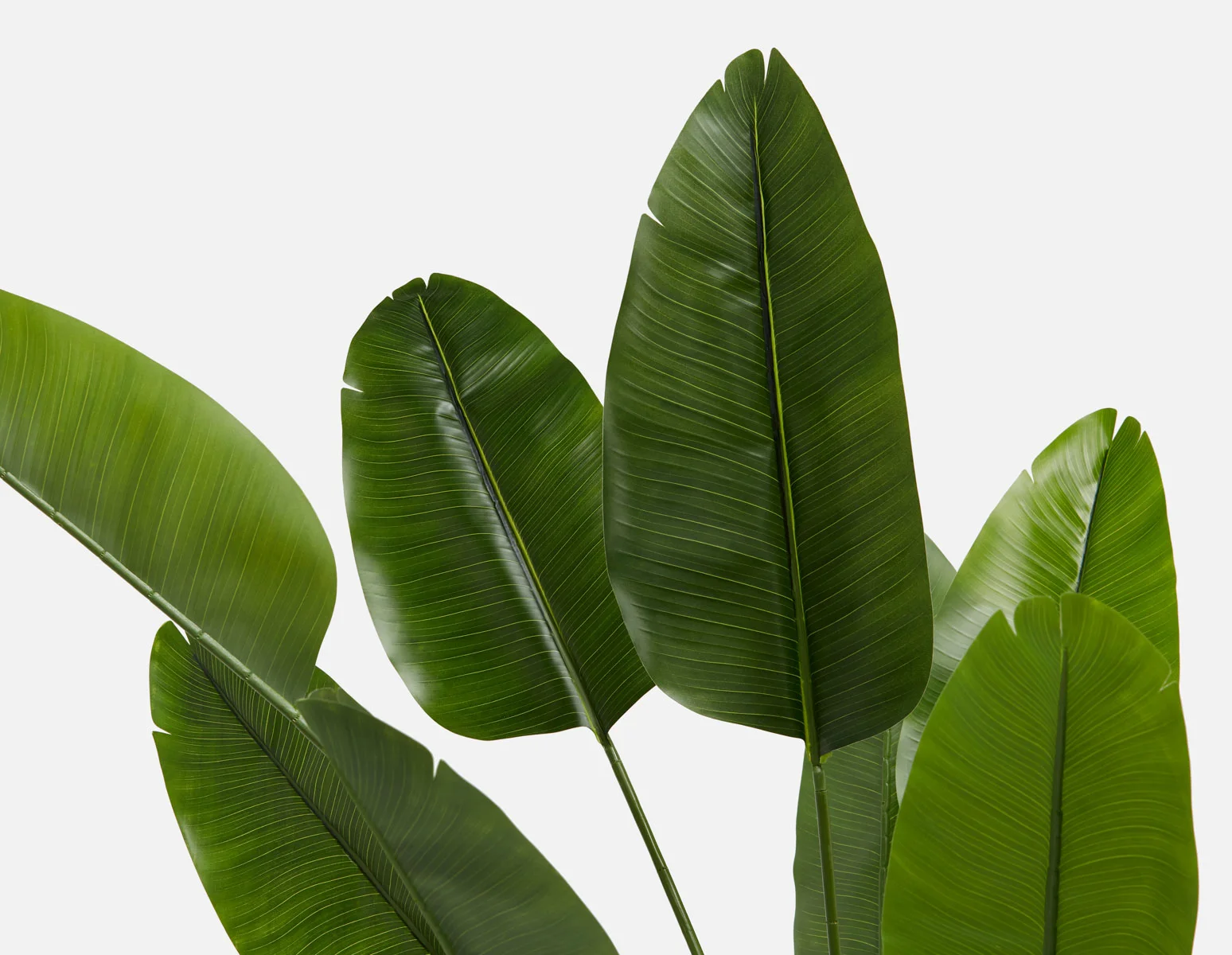 VERTO — Artificial potted plant 210 cm - Image 5