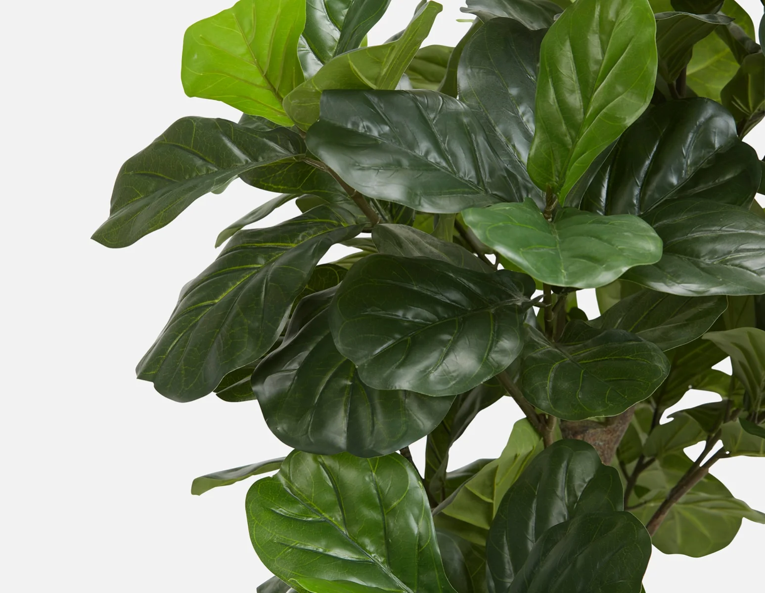 FIDDLE TREE — Artificial potted plant 190 cm - Image 3