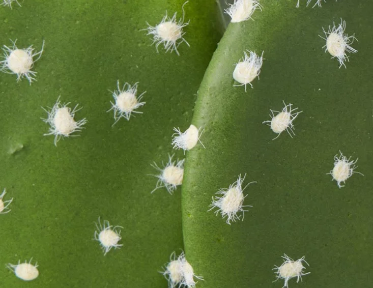 OPUNTIA — Artificial potted cactus 41 cm - Image 6
