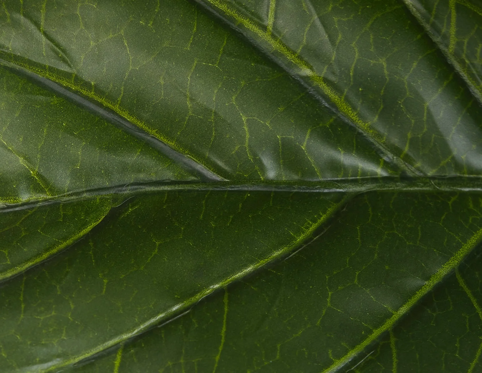 FIDDLE TREE — Artificial potted plant 190 cm - Image 4