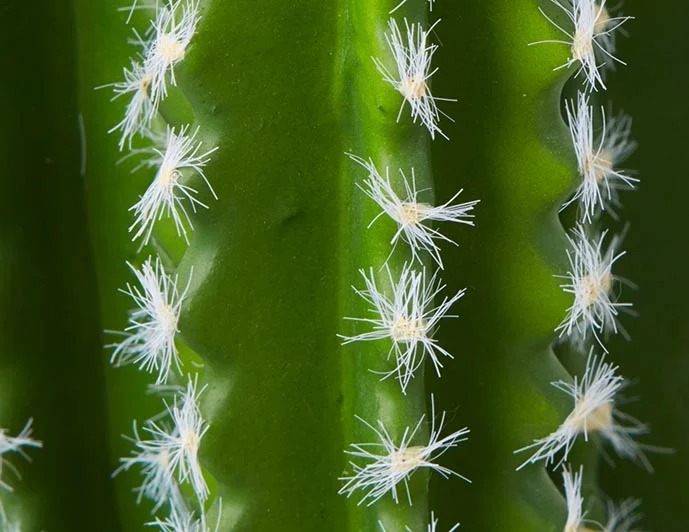 CEREUS — Artificial potted cactus 38 cm - Image 12
