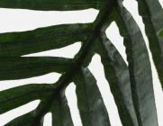 PALM — Artificial potted plant 150 cm - Image 6