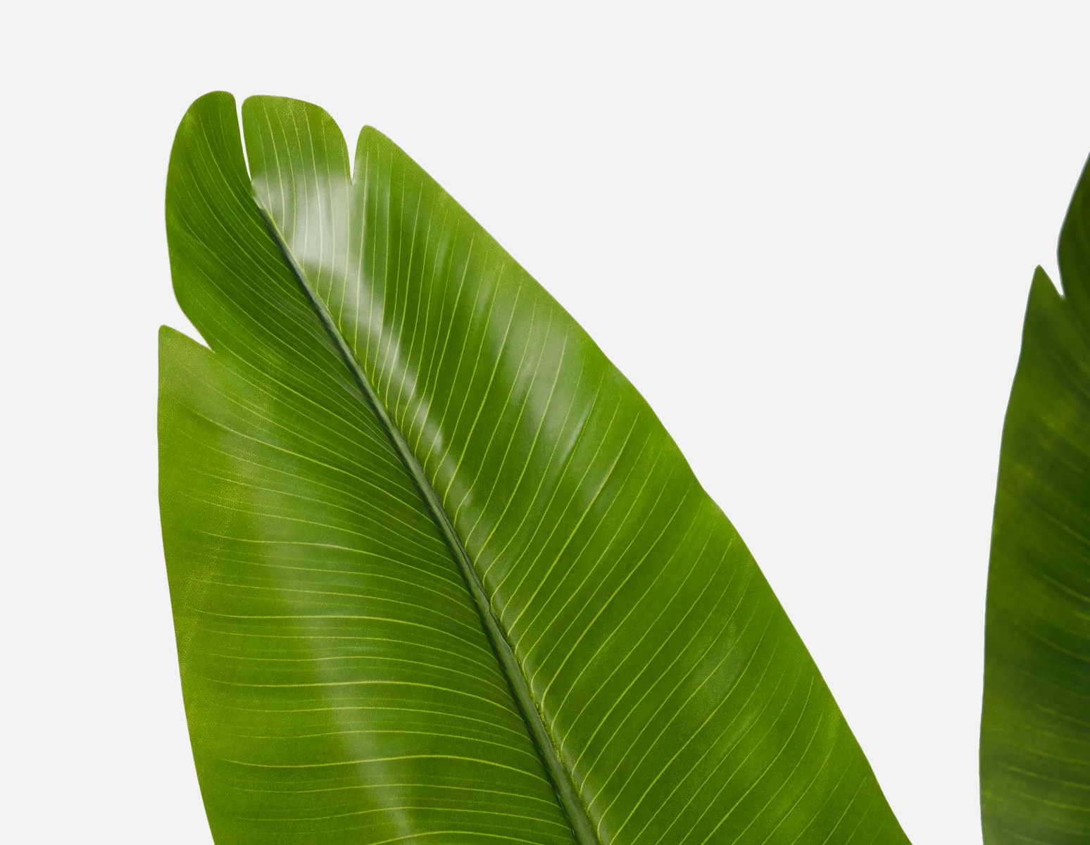 VERTO — Artificial potted plant 210 cm - Image 4