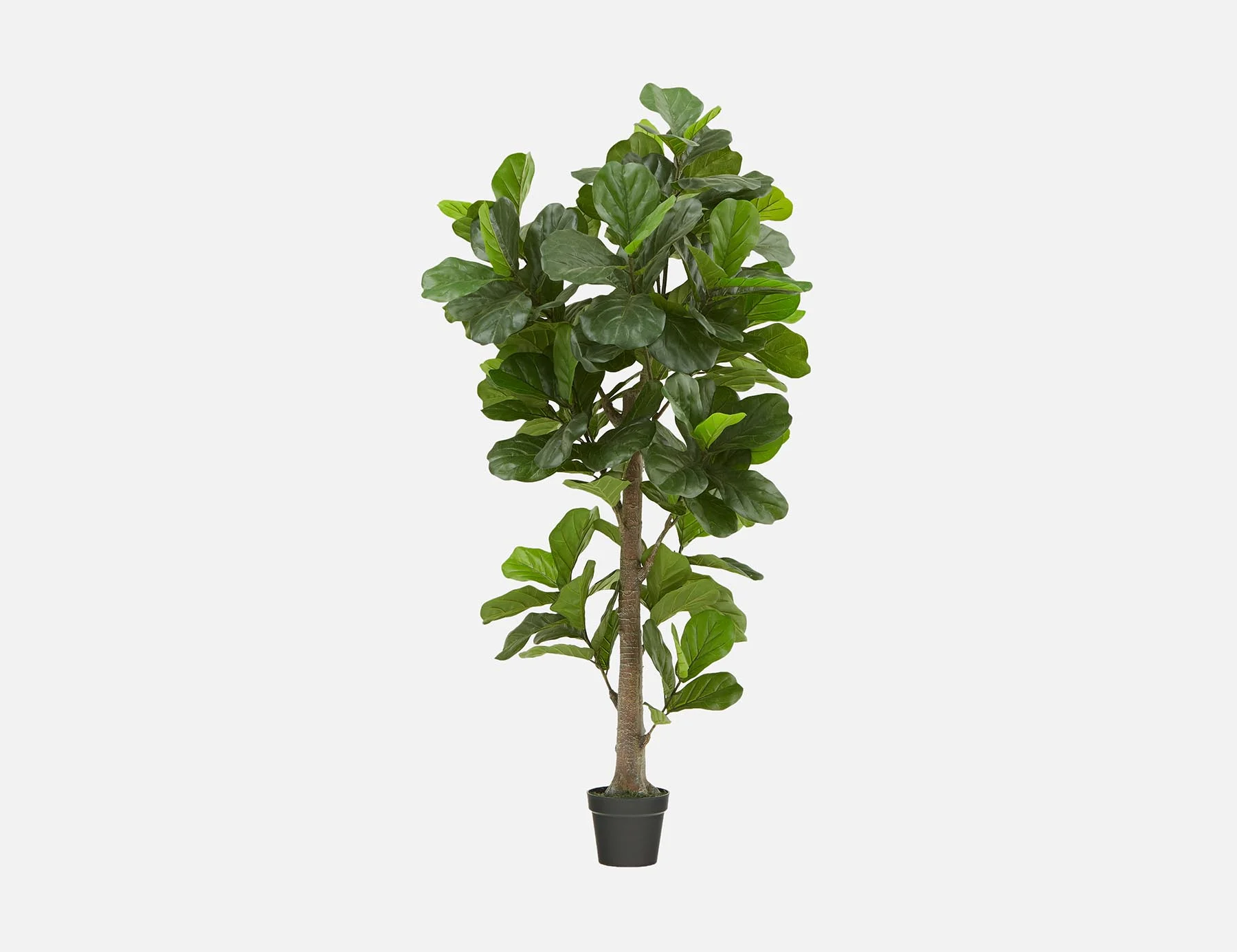 FIDDLE TREE — Artificial potted plant 190 cm