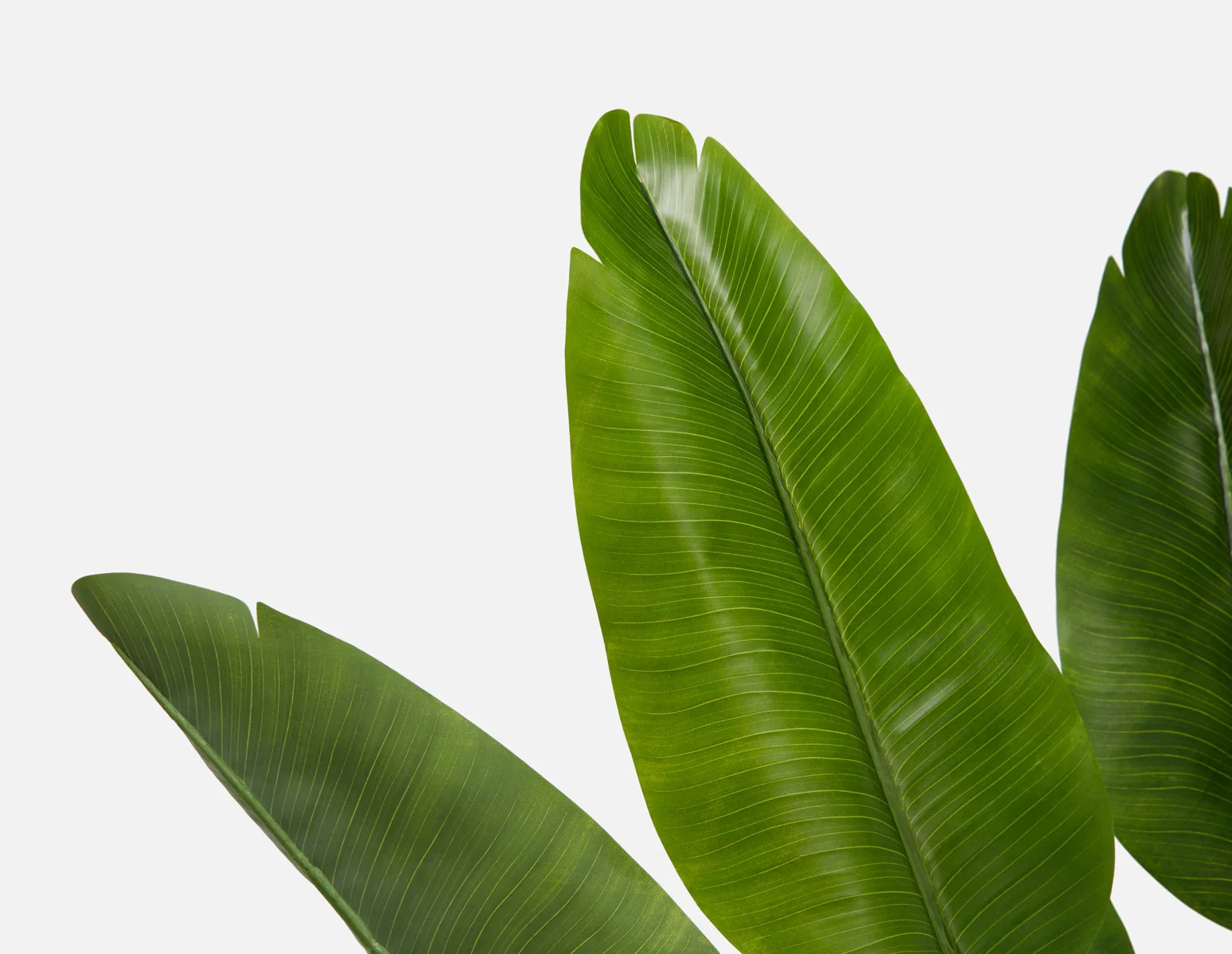 VERTO — Artificial potted plant 210 cm - Image 2